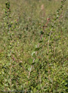 henna plant